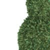 Boxwood Plant (Buxus sempervirens) - Image 7