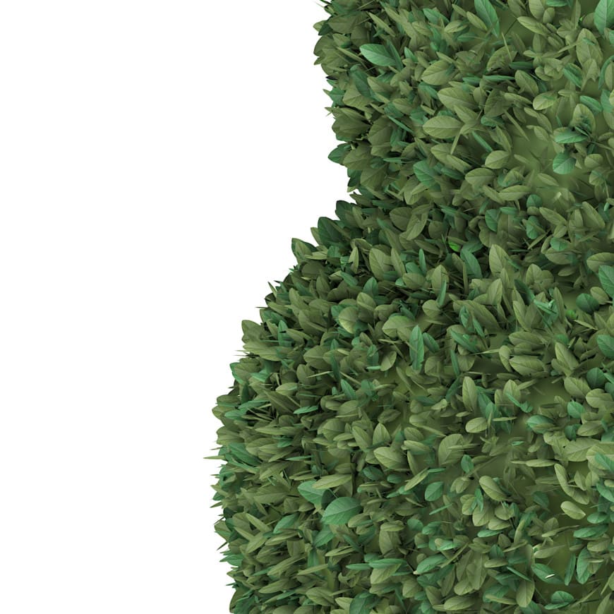 Boxwood plant