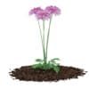 3d Pink Chrysanthemum Flowers