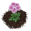 3d Pink Chrysanthemum Flowers