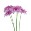 Pink Chrysanthemum Flowers (Argyranthemum frutescens) - Image 7