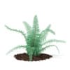 3d Fern
