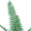 Fern (Dicksonia antarctica) - Image 7