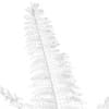 Fern (Dicksonia antarctica) - Image 8