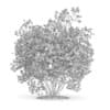 3d Flowering Quince Plant
