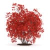 3d Flowering Quince Plant