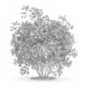 3d Flowering Quince Plant