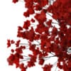 Flowering Quince Plant (Chaenomeles) - Image 7