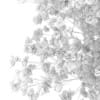 Flowering Quince Plant (Chaenomeles) - Image 8