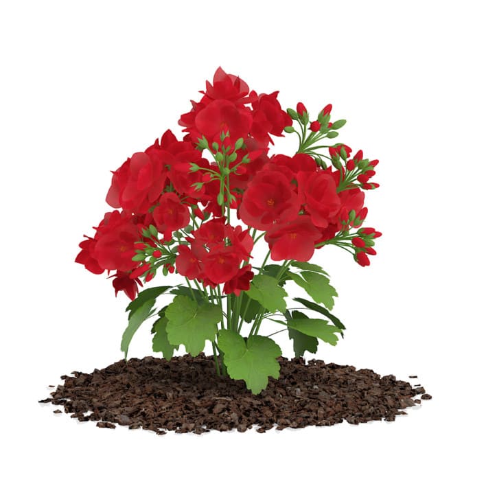 3d Red Geraniums