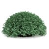 3d Round Boxwood Plant