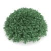 3d Round Boxwood Plant