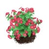3d Hibiscus Flowers