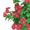 Hibiscus Flowers (Hibiscus rosa-sinensis) - Image 7