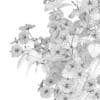 Hibiscus Flowers (Hibiscus rosa-sinensis) - Image 8