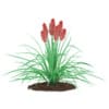 3d Kniphofia Plant