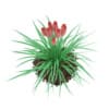 3d Kniphofia Plant