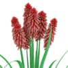 Kniphofia Plant (Tritoma) - Image 7