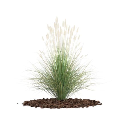 3d Ornamental Grass