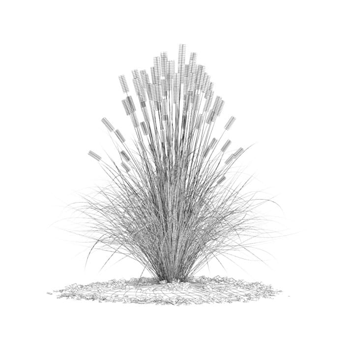 3d Ornamental Grass