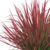 Ornamental Grass - Image 7