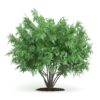 CGAxis Models Volume 66 Garden Plants II - Image 6