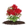 CGAxis Models Volume 66 Garden Plants II - Image 11