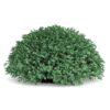 CGAxis Models Volume 66 Garden Plants II - Image 12