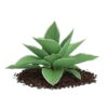 CGAxis Models Volume 66 Garden Plants II - Image 14