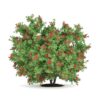 CGAxis Models Volume 66 Garden Plants II - Image 20