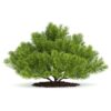 CGAxis Models Volume 66 Garden Plants II - Image 21