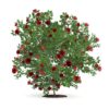 CGAxis Models Volume 66 Garden Plants II - Image 22