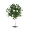 CGAxis Models Volume 66 Garden Plants II - Image 23