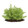 CGAxis Models Volume 66 Garden Plants II - Image 24