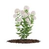 CGAxis Models Volume 66 Garden Plants II - Image 25