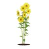 CGAxis Models Volume 66 Garden Plants II - Image 26