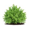 CGAxis Models Volume 66 Garden Plants II - Image 28
