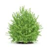CGAxis Models Volume 66 Garden Plants II - Image 29