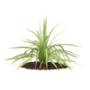 CGAxis Models Volume 66 Garden Plants II - Image 30