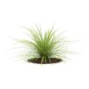 CGAxis Models Volume 66 Garden Plants II - Image 31