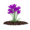 CGAxis Models Volume 66 Garden Plants II - Image 32