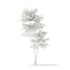 Pedunculate Oak (Quercus Robur) 2.4m - Image 3