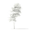 Pedunculate Oak (Quercus Robur) 2.4m - Image 5