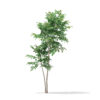 Pedunculate Oak (Quercus Robur) 2.4m - Image 4