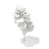 Pedunculate Oak (Quercus Robur) 2.4m - Image 7
