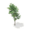 Pedunculate Oak (Quercus Robur) 2.4m - Image 6