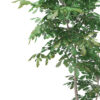 Pedunculate Oak (Quercus Robur) 2.4m - Image 8