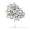 Pedunculate Oak (Quercus Robur) 5.7m - Image 3