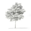 Pedunculate Oak (Quercus Robur) 5.7m - Image 5