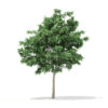 Pedunculate Oak (Quercus Robur) 5.7m - Image 4